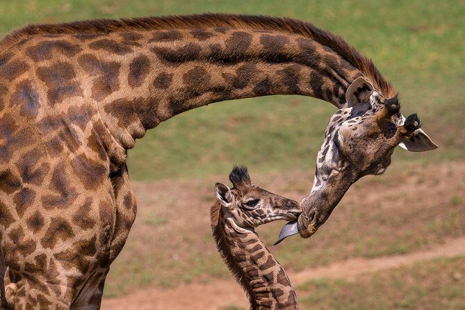 Nairobi National Park, Giraffe Center and Elephant Orphanage Day Tour from Nairobi - FAQ