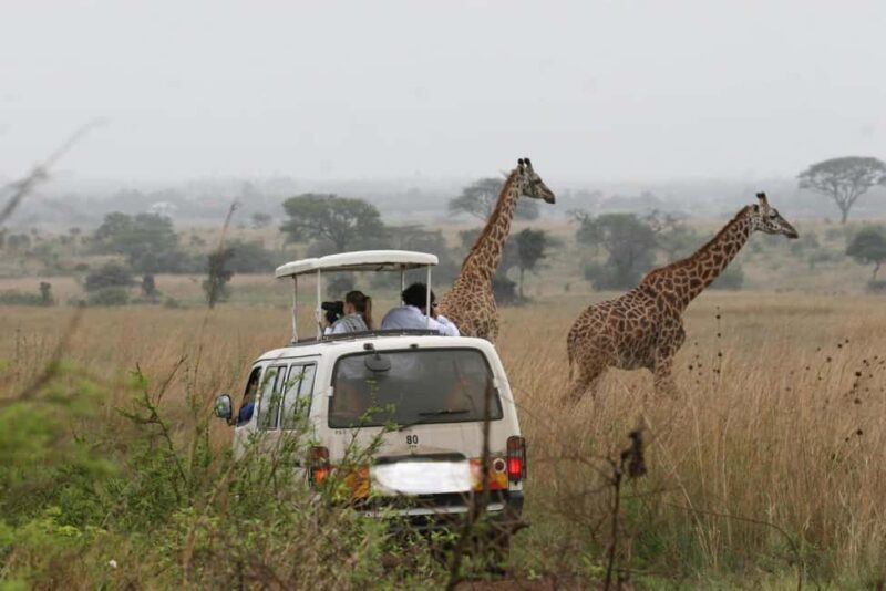 Nairobi National Park, Giraffe Center and Lunch at Carnivore - A Closer Look at the Tour