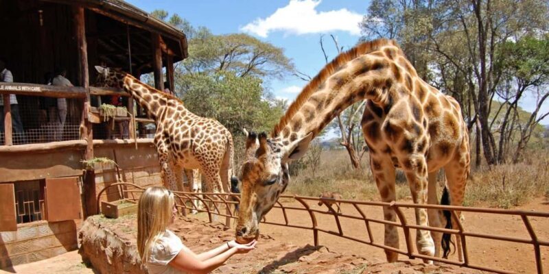 Nairobi National Park, Giraffe Center and Lunch at Carnivore - Final Thoughts
