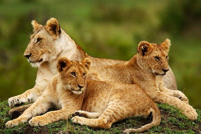 Nairobi National Park, Giraffe Center & Karen Blixen Museum - An Introduction to this Nairobi Day Tour Experience