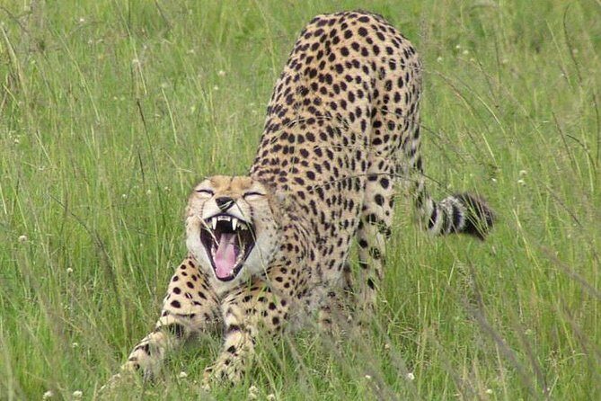 Nairobi National Park, Giraffe Center & Karen Blixen Museum - The Value of This Tour