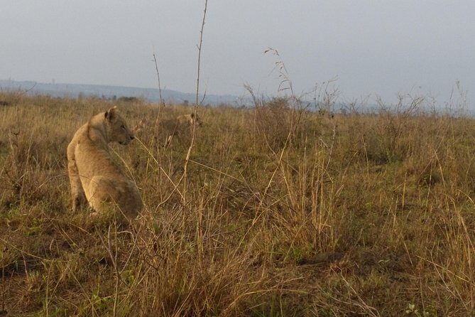 Nairobi National Park, Giraffe Center & Karen Blixen Museum - Final Thoughts: Who Will Love This Tour?