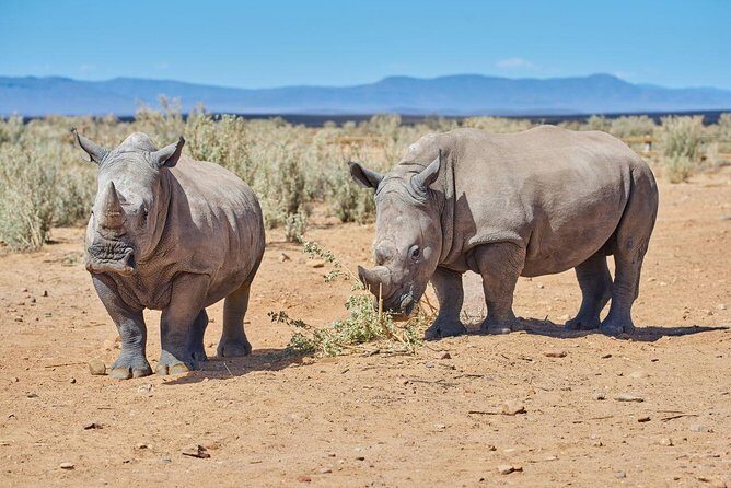 Nairobi National Park, Giraffe Center & Karen Blixen Museum - FAQ