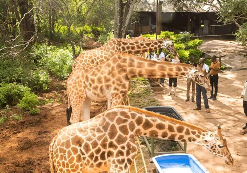 Nairobi: National Park, Giraffe Center, & Kazuri Beads Tour - A Detailed Look at What to Expect