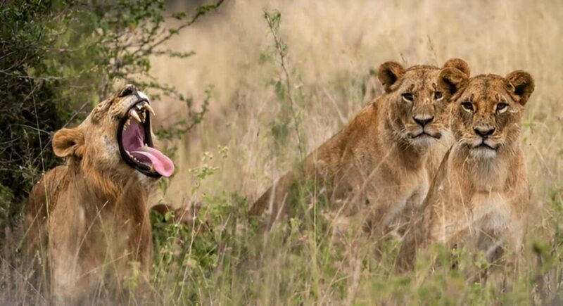 Nairobi: National Park, Giraffe Center, & Kazuri Beads Tour - Who Will Love This Tour?