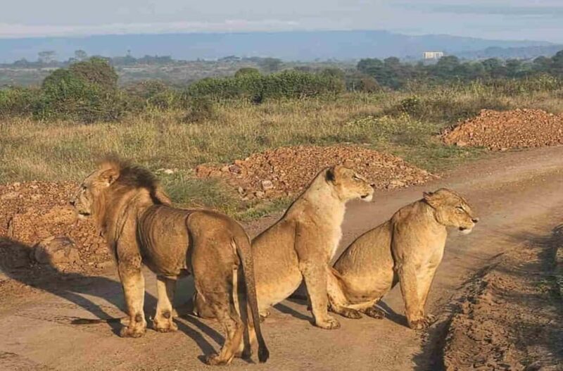Nairobi: National Park ,Giraffe Center & Souvenir Tour - An In-Depth Look at What This Tour Offers