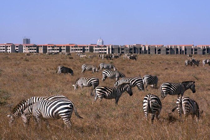 Nairobi National Park/ Giraffe Centre - Final Thoughts