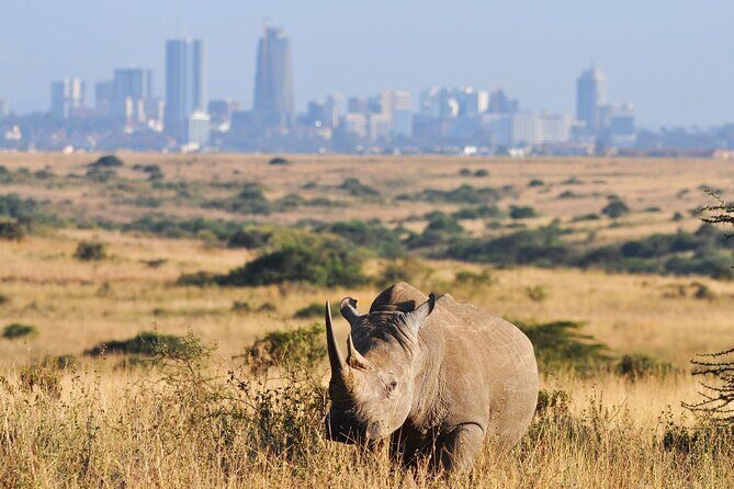 Nairobi National Park Group Shared Tour - An In-Depth Look at the Nairobi National Park Group Shared Tour