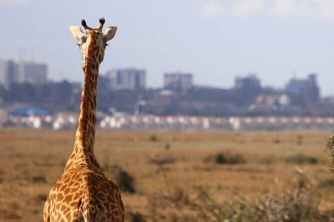 Nairobi National Park Group Shared Tour - FAQs