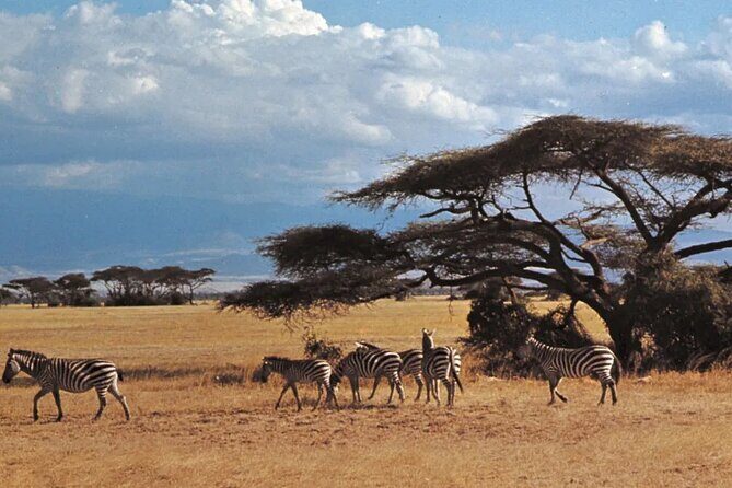 Nairobi National Park Group Tour - Final Thoughts: Who Is This Tour Best For?