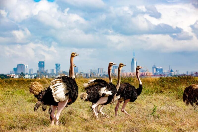 Nairobi: National Park Guided Game Drive For 5 Hours - The Experience: What You Can Expect During Your Tour