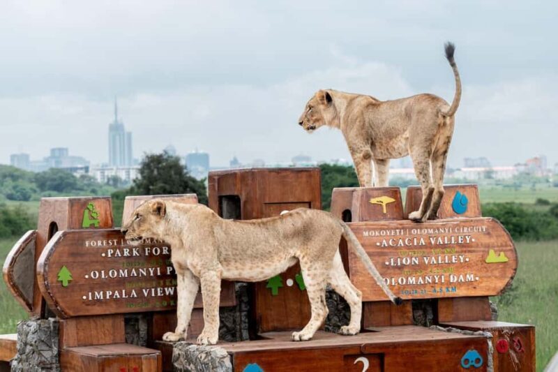 Nairobi: National Park Guided Game Drive For 5 Hours - Who Should Consider This Tour?