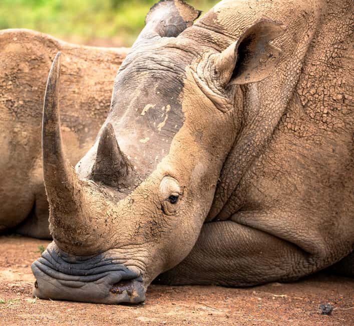 Nairobi: National Park Guided Game Drive - An Honest Look at a Close-to-City Safari Adventure