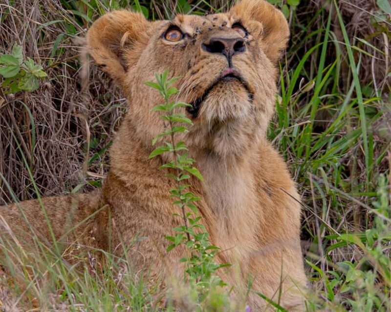 Nairobi: National Park Guided Game Drive - Key Points