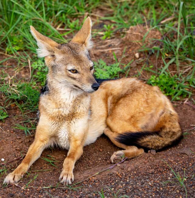 Nairobi: National Park Guided Game Drive - Who Will Love This Experience?