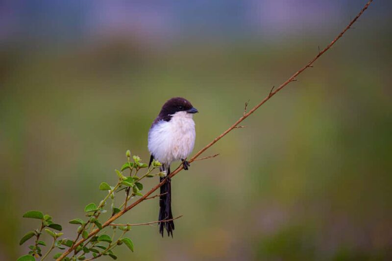 Nairobi: National Park Guided Game Drive - Frequently Asked Questions