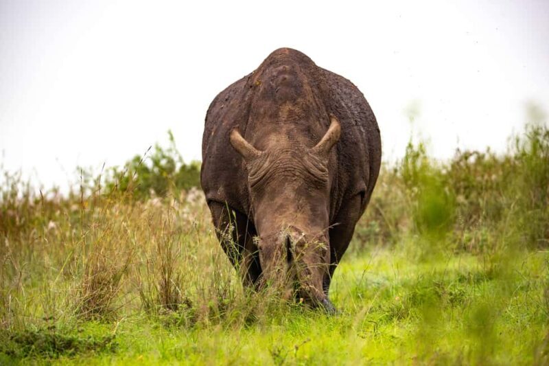 Nairobi: National Park Guided Game Drive - Final Thoughts
