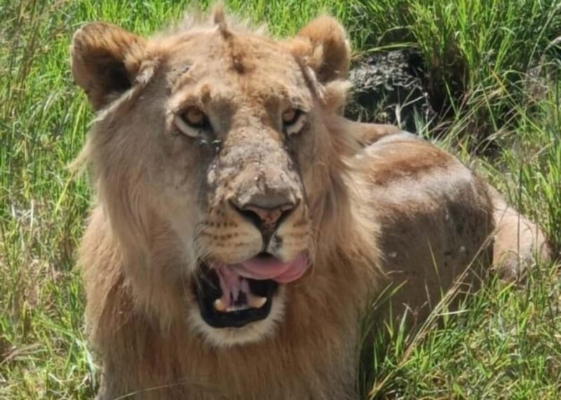Nairobi National Park Guided Half Day Game Drive. - What to Expect from the Nairobi National Park Guided Half Day Game Drive