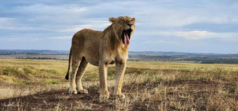 Nairobi National Park Guided Half Day Game Drive. - Why This Tour Offers Great Value