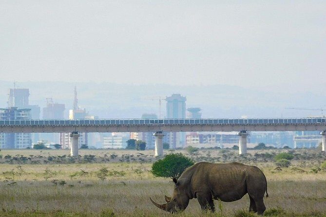 Nairobi National Park Guided Half Day Tour Game Drive- FREE WIFI - An Overview of the Tour Experience