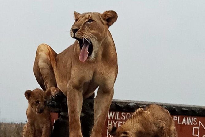 Nairobi National Park Guided Half Day Tour Game Drive- FREE WIFI - The Nairobi Animal Orphanage Visit