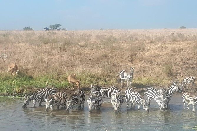 Nairobi National Park Guided Half Day Tour Game Drive- FREE WIFI - Practical Details: Transportation, Duration, and Cost