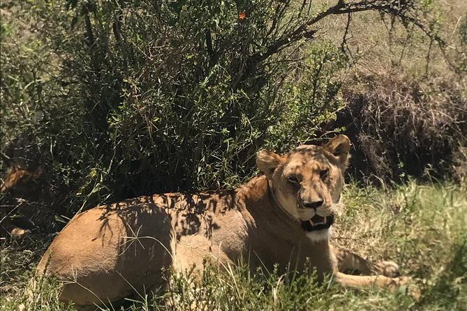 Nairobi National Park Guided Half Day Tour Game Drive- FREE WIFI - The Authenticity of the Experience
