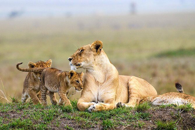 Nairobi National Park Guided Half Day Tour Game Drive- FREE WIFI - Value for Money and Who Will Enjoy This Tour