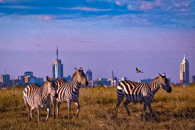 Nairobi National Park Guided Half Day Tour Game Drive- FREE WIFI - Final Thoughts