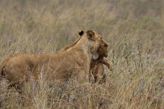 Nairobi National Park guided tour - Introduction: An Authentic Safari Close to Nairobi