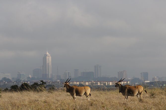Nairobi National Park guided tour - The Itinerary, Step-by-Step