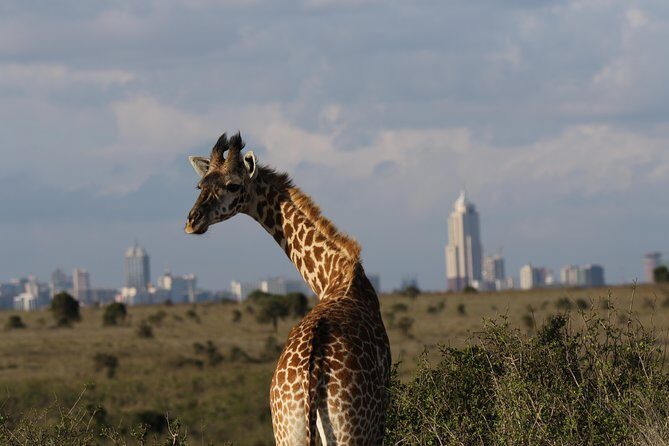 Nairobi National Park guided tour - Practical Details and Considerations