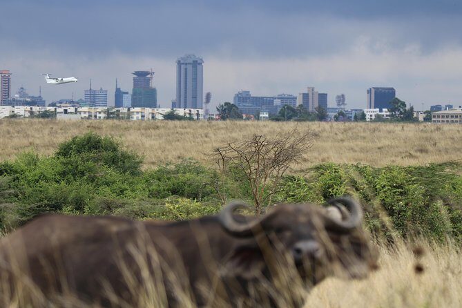 Nairobi National Park guided tour - Authentic Insights from Reviewers