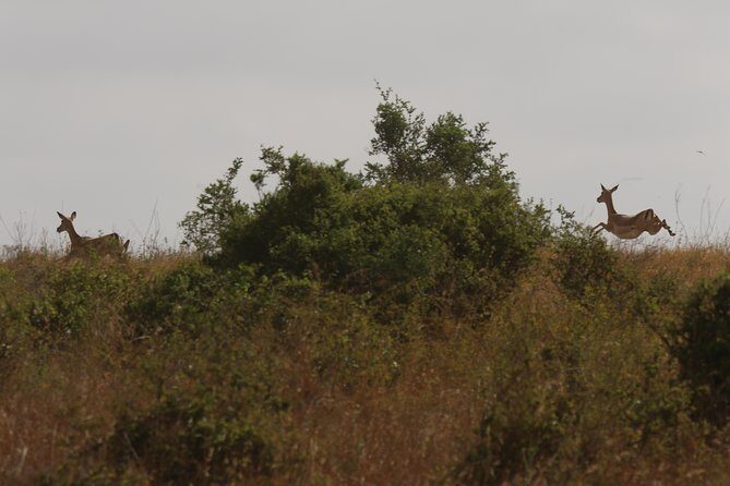 Nairobi National Park guided tour - The Sum Up