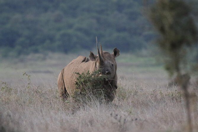 Nairobi National Park guided tour - FAQ