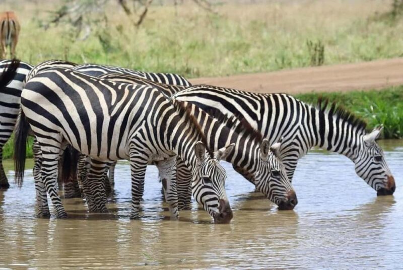 Nairobi National Park Half Day/Full Day Game Drive - Key Points