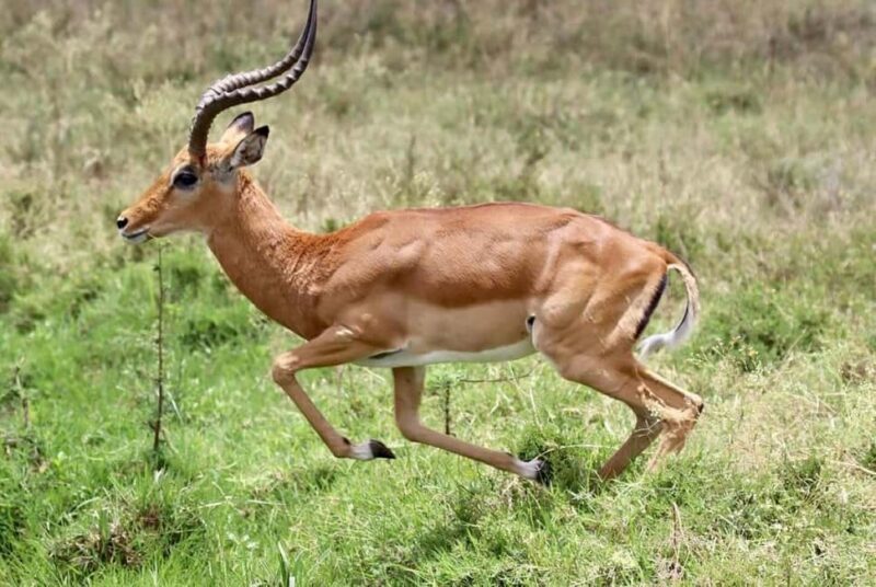 Nairobi National Park Half Day/Full Day Game Drive - The Essentials of Nairobi National Park Safari