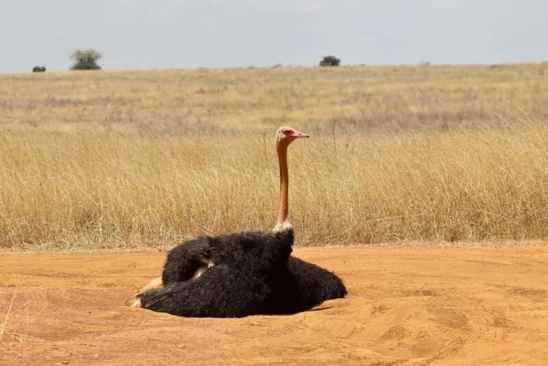 Nairobi National Park Half Day/Full Day Game Drive - The Experience in Detail