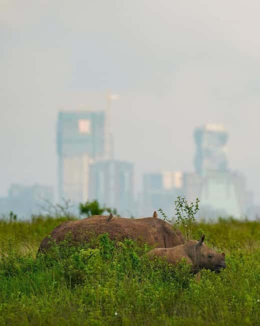 Nairobi National Park Half Day/Full Day Game Drive - The Sum Up