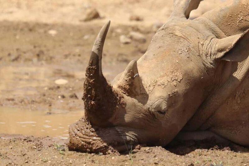 Nairobi National Park Half Day/Full Day Game Drive - FAQs