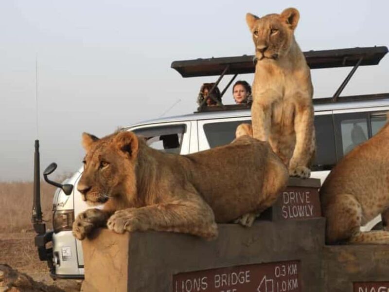 Nairobi National Park Half-Day Game Drive - Nairobi National Park Half-Day Game Drive