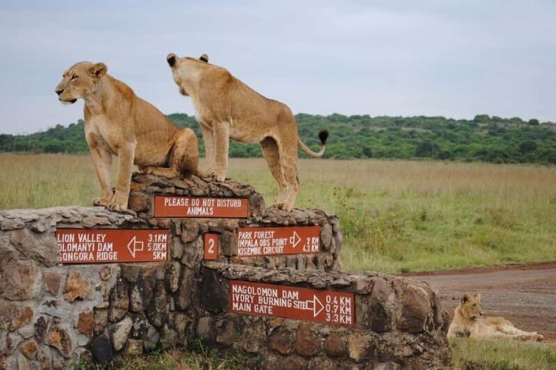 Nairobi National Park Half-Day Game Drive - An In-Depth Look at the Tour