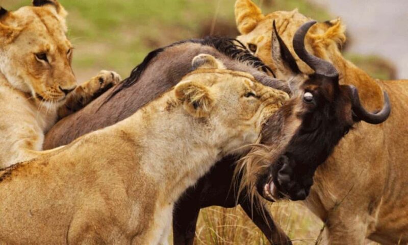 Nairobi National Park Half-Day Game Drive - The Sum Up