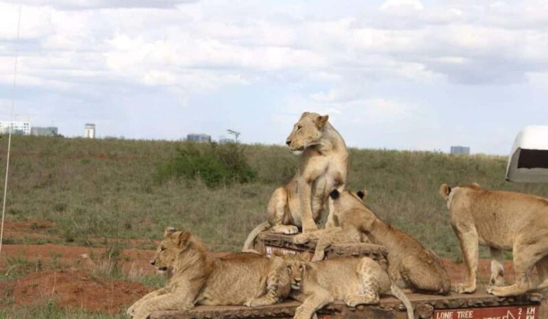 Nairobi National Park Half-Day Game Drive - FAQs