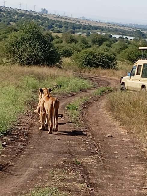 Nairobi National Park Half-Day Game Drive - Key Points