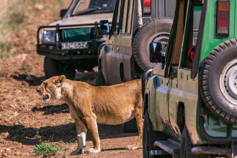 Nairobi National Park Half-Day Game Drive - Experience and Itinerary Breakdown