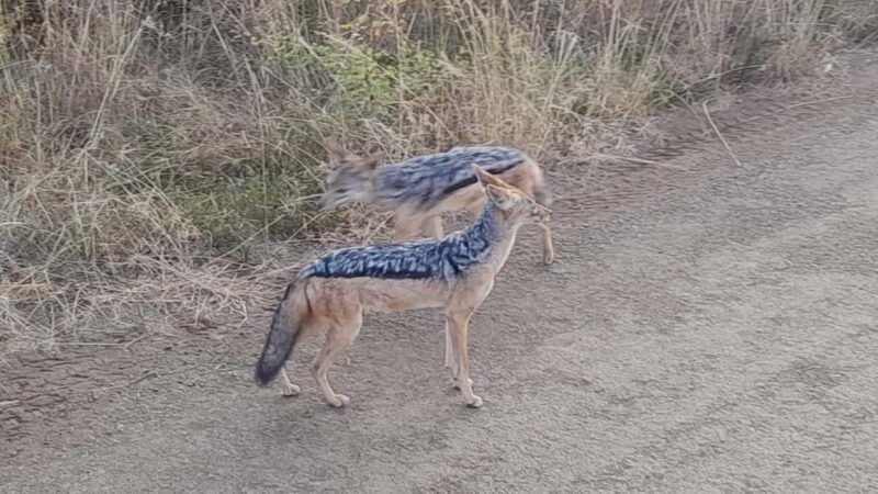 Nairobi National Park Half-Day Game Drive - FAQs