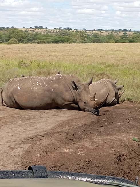 Nairobi National Park Half-Day Game Drive - Final Word