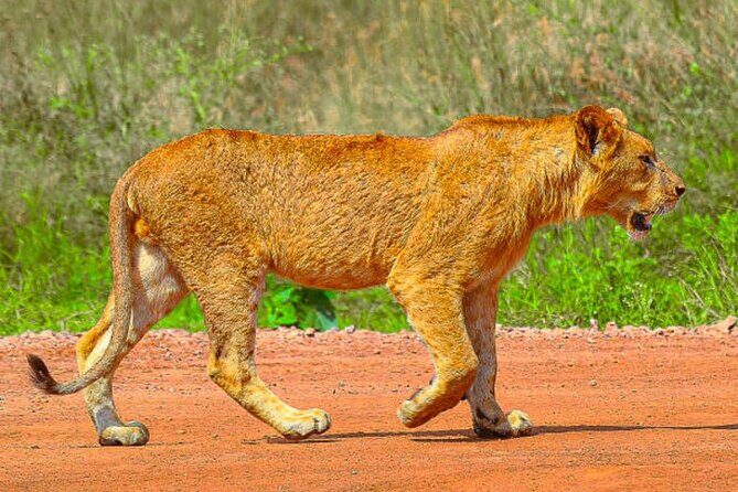 Nairobi National Park Half-day Game Drive - Exploring the Experience: What to Expect