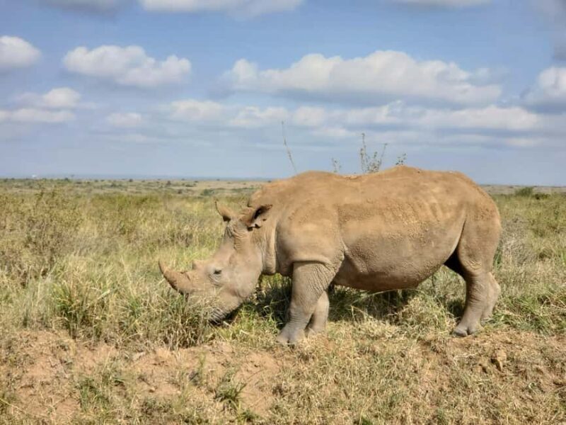 Nairobi: National Park Half-Day Game Drive Guided Tour - Key Points